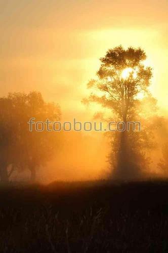 природа, лес, солнце, туман, утро