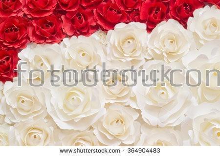 розы, красные, белые, цветы