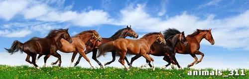 Красота, бегущих, лошадей, табун, трава, небо, облака