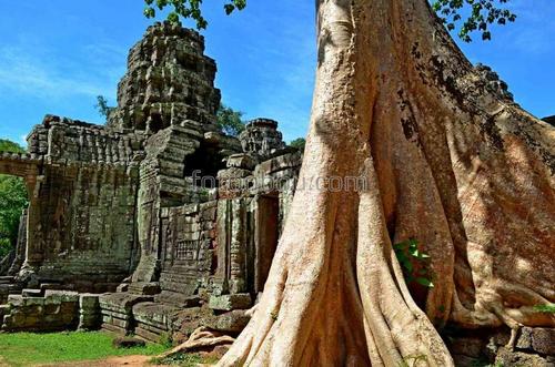 восток, камбоджа, храм, дерево, природа