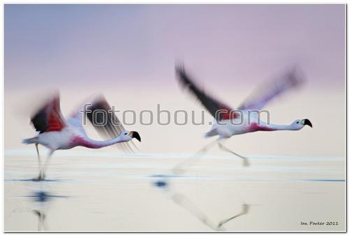 животные, птицы,вода, фламинго