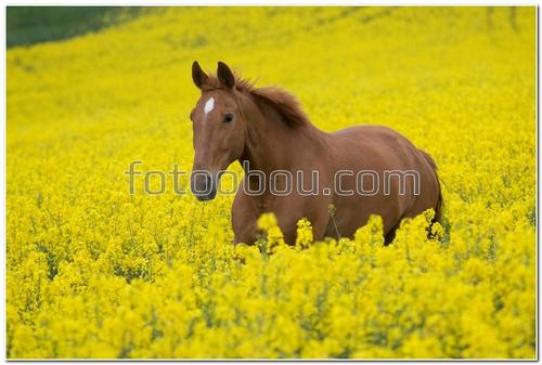 животные, лошадь, конь, поле, цветы