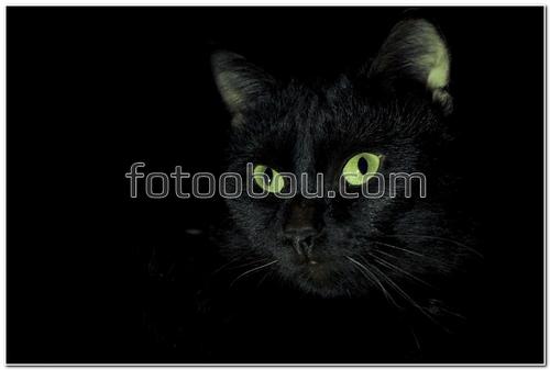 животные, кошка, черная кошка, зеленые глаза, темные