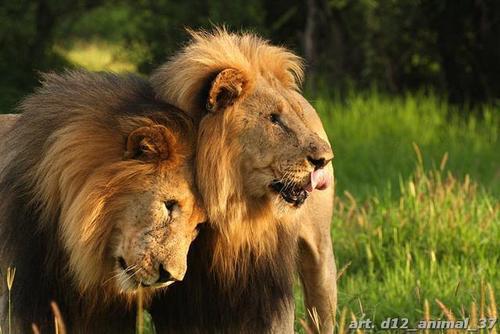 лев, саванна, трава