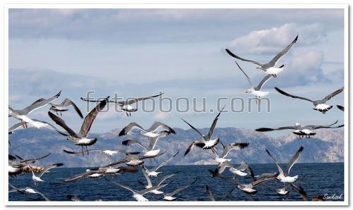 птицы, полет, чайки, небо, море