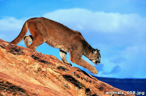 Пума, скале, небо, облака