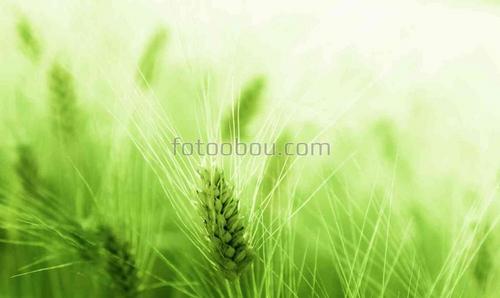 природа, поле, пшеница, трава