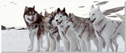 животные, собаки, Хаски, зима, снег