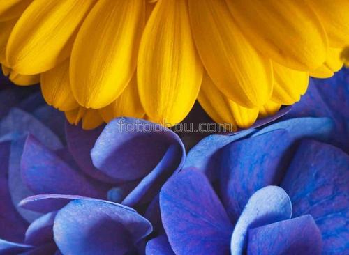 цветы, природа, букет, лепестки