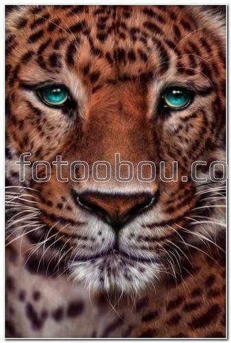 животные, пантера, китайская пантера, глаза, мордочка