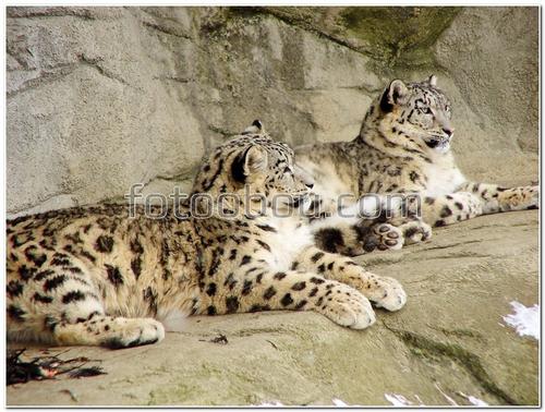 животные, кошки, барс, снежные барсы, камни