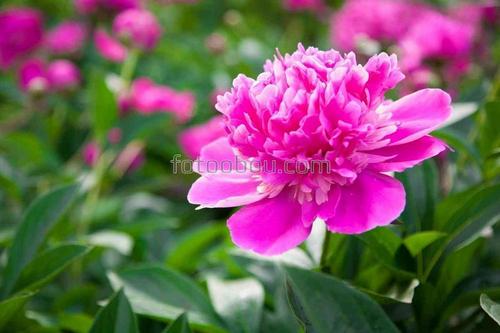 цветы, пион, природа, бутон