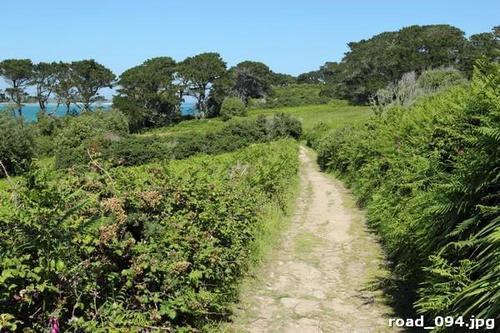 Тропа, зеленых, зарослях, трава, небо, голубой