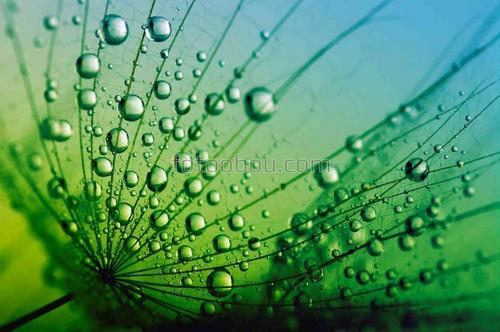 природа, одуванчик, влага, вода, капли, роса