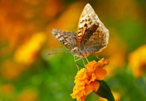 цветы, природа, бабочка