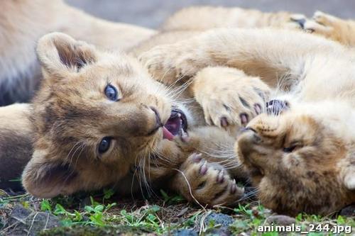 саванна, львенок, трава