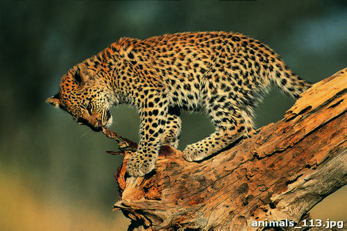 маленький, леопард, надереве