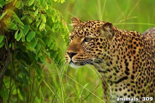 леопард, животное, акация, дерево, трава