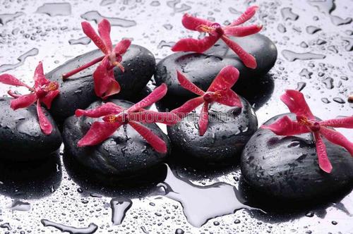 орхидеи, камни, природа, цветы