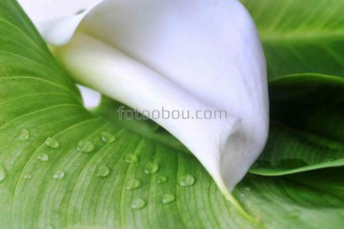 цветы, природа, бутон, лилия