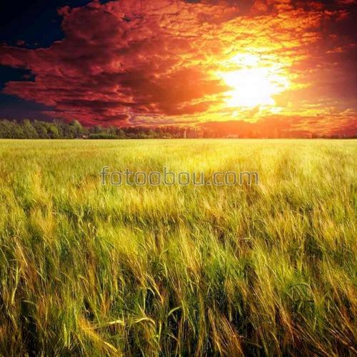 природа, поле, закат, трава, небо, облака