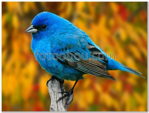 животные, птица, голубая птица, осень, ветка