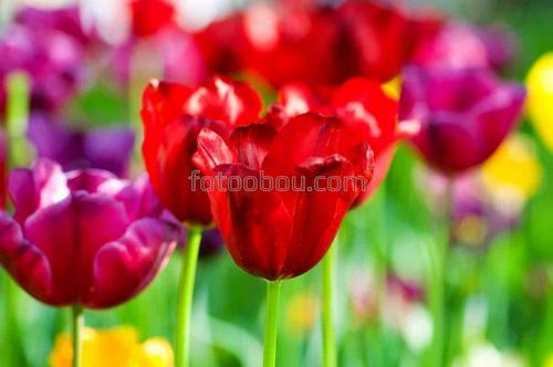 цветы, тюльпаны, природа