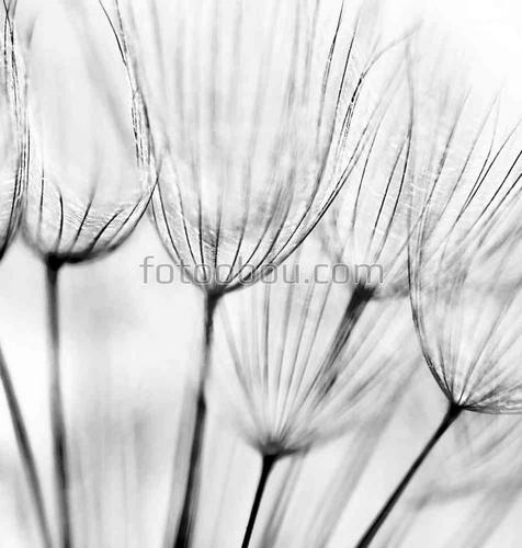 природа, семена, цветы, одуманчик