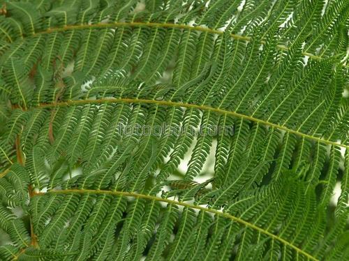 природа, трава, папоротник, листья, ветки