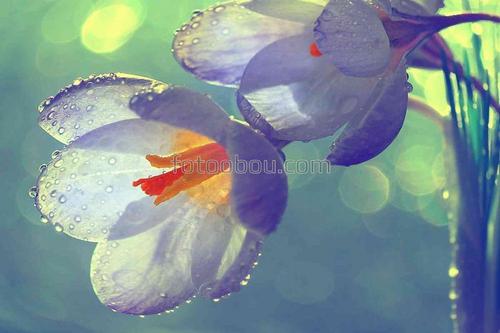 цветы, весна, роса, капли, дождь