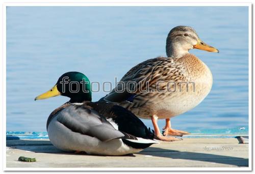 животные, утки, птицы, вода,