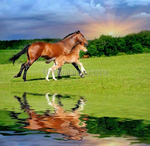 животные, кони, лошади, поле, природа, озеро