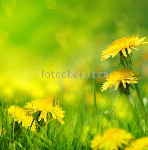 цветы, одуванчик, природа, поле