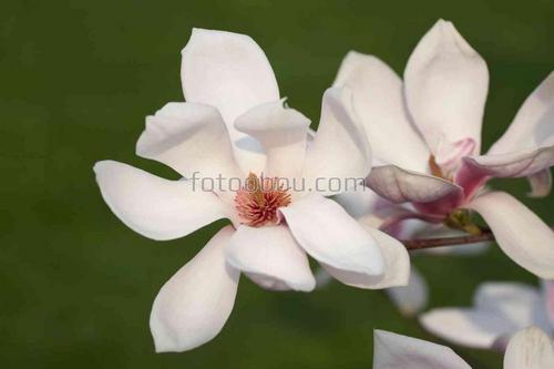 цветы, природа, магнолия, ветка