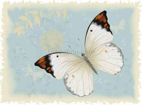 бабочка, бабочки, нежность 