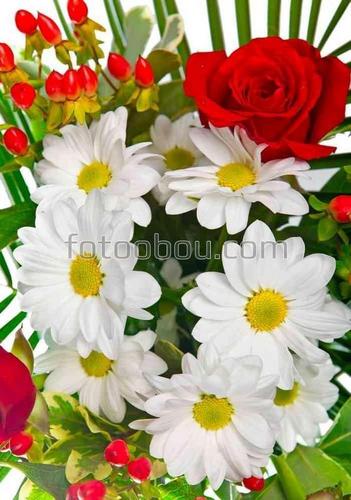цветы, природа, букет, ромашки, роза