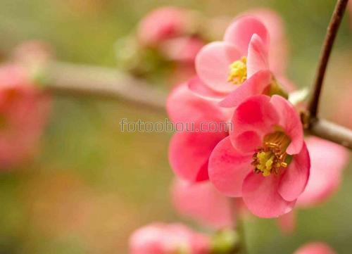 природа, сакура, цветы, вишня