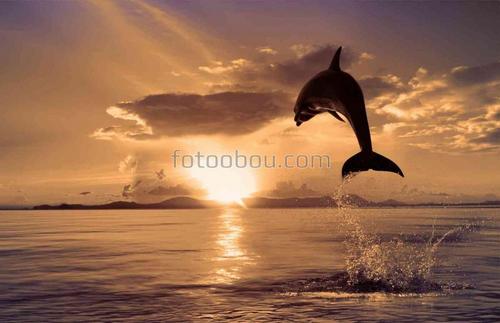 животные, дельфины, море, вода, природа