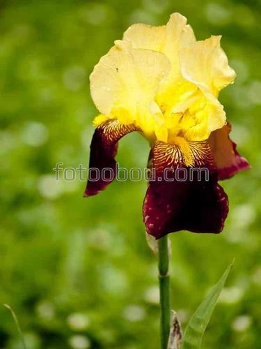 цветы, природа, поле, трава