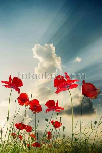 природа, маки, цветы, поле, небо, облака, лучи