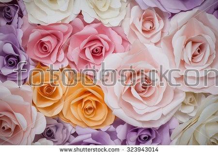 позы, розовые, фиолетовые, цветы