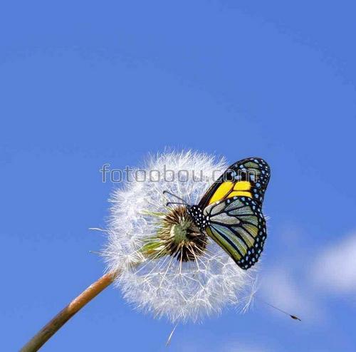 бабочка, небо, одуванчик, цветы, природа