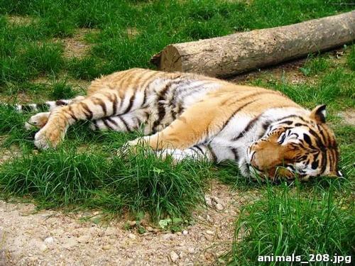 тигр, сон, бревно, трава