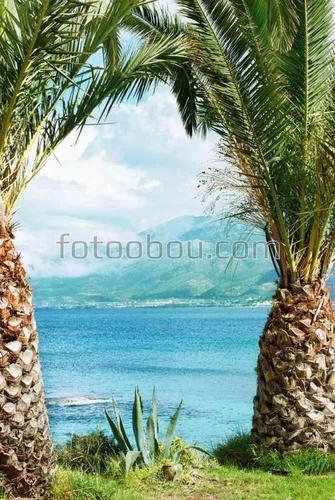 природа, дерево, пальма, ветки, море