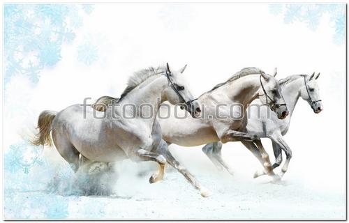 животные, кони, лошади, три белых коня