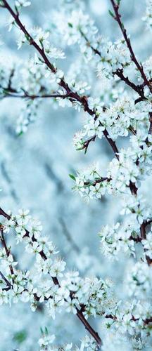 ветки, цветы, белый