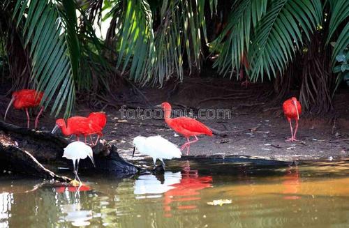 природа, птицы, животные, ибис, озеро