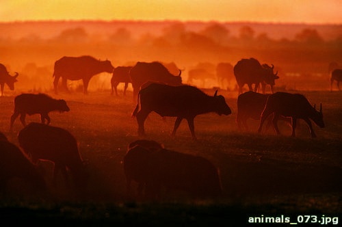 Стадо, буйволов, закат, солнца
