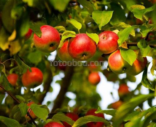 яблоки, дерево, листья, ветки, фрукты