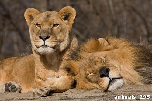 тигр, тигрица, отдых, сафари